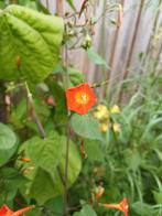 Ipomoea Coccinea Noah Orange, Ophalen of Verzenden, Voorjaar, Volle zon, Zaad