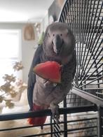 Grijze roodstaart, man 8jr met papieren, Dieren en Toebehoren, Vogels | Parkieten en Papegaaien, Mannelijk, Papegaai, Pratend