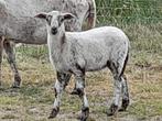 Ruischapen, Dieren en Toebehoren, Schapen, Geiten en Varkens, Meerdere dieren, Schaap