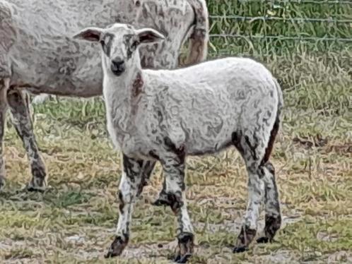 Ruischapen, Dieren en Toebehoren, Schapen, Geiten en Varkens, Schaap, Meerdere dieren
