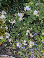 Herfst Aster - Vaste Plant voor de Tuin, Volle zon, Vaste plant, Herfst, Ophalen