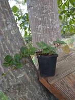 Rubus tricolor - Kruipbraam, Ophalen of Verzenden, Vaste plant, Fruitplanten, Halfschaduw