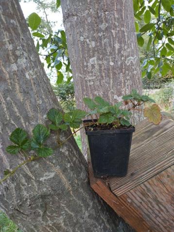 Rubus tricolor - Kruipbraam beschikbaar voor biedingen
