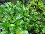 laurier struikjes in pot en bak laurier haag heggen heg, Ophalen of Verzenden, Laurier, Haag, Minder dan 100 cm