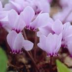 Cyclamen hederifolium, Overige soorten, Vaste plant, Ophalen of Verzenden, Halfschaduw