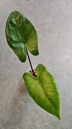 Alocasia Macrorrhiza Black Stem, Ophalen of Verzenden