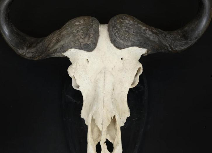 Grote Kaapse Buffel schedel, Antiek en Kunst, Curiosa en Brocante, Ophalen of Verzenden