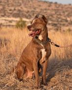 Romeo verblijft in Cyprus, Dieren en Toebehoren, Honden | Niet-rashonden, 6 jaar of ouder, Buitenland, Eén hond, Reu