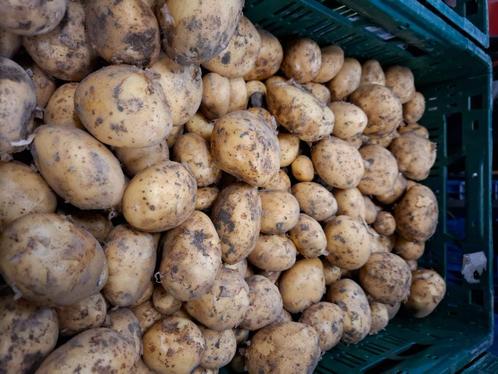 Nieuwe zeeuwse frieslander aardappelen, Diversen, Levensmiddelen, Ophalen of Verzenden