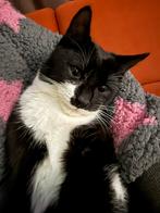 Lieve kater zoekt liefdevol nieuw huisje, Kater, Kortharig, 0 tot 2 jaar