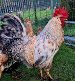 Te koop 3 hennen 1 haan grote leghorn, Dieren en Toebehoren, Pluimvee, Meerdere dieren, Kip