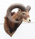 Grote opgezette KOP MOEFLON RAM op  houten schild (ref. D), Ophalen, Gebruikt, Wild dier, Opgezet dier