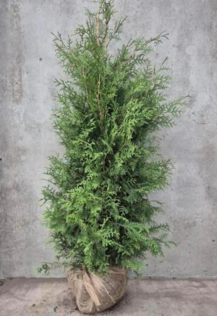 Thuja brabant ‼️AANBIEDING‼️, Ophalen of Verzenden, Conifeer, 100 tot 250 cm