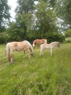 Haflingerveulens, Dieren en Toebehoren, Paarden, Meerdere dieren, 0 tot 2 jaar