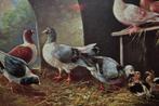 belgie 1910 vogels duiven  in stal met kuikens, Verzamelen, Ansichtkaarten | Themakaarten, Ongelopen, Ophalen, Voor 1920