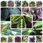 Stekjesbox Tradescantia Marantha Calathea Philodendron etc, Huis en Inrichting, Kamerplanten, Ophalen of Verzenden, Overige soorten