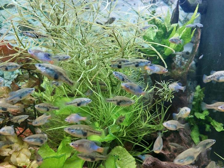 Xenotoca Doadrioi ruilen /kopen, Dieren en Toebehoren, Vissen | Aquariumvissen, Zoetwatervis, Vis, Schoolvis