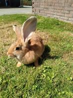 Jonge vlaamse reus, Dieren en Toebehoren, Mannelijk, Groot