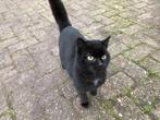 1 zwarte kat en met witten achterpoot, Dieren en Toebehoren, Dierenvoeding, Ophalen, Kat