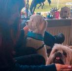 Hondenoppas Vakantie Honden opvang, oppas, Dieren en Toebehoren, Ophalen of Verzenden