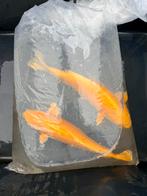 Yamabuki ogon 40-45 cm, Dieren en Toebehoren, Karper of Koi