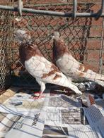 Starwitsers kroppers roodzilver, Dieren en Toebehoren, Meerdere dieren