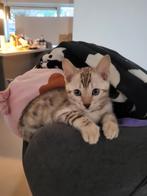 Snow lynx kitten mag het nest verlaten!, Kater, Ontwormd, 0 tot 2 jaar