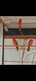 Te koop, Dieren en Toebehoren, Vogels | Overige Vogels, Meerdere dieren, Tropenvogel, Geringd