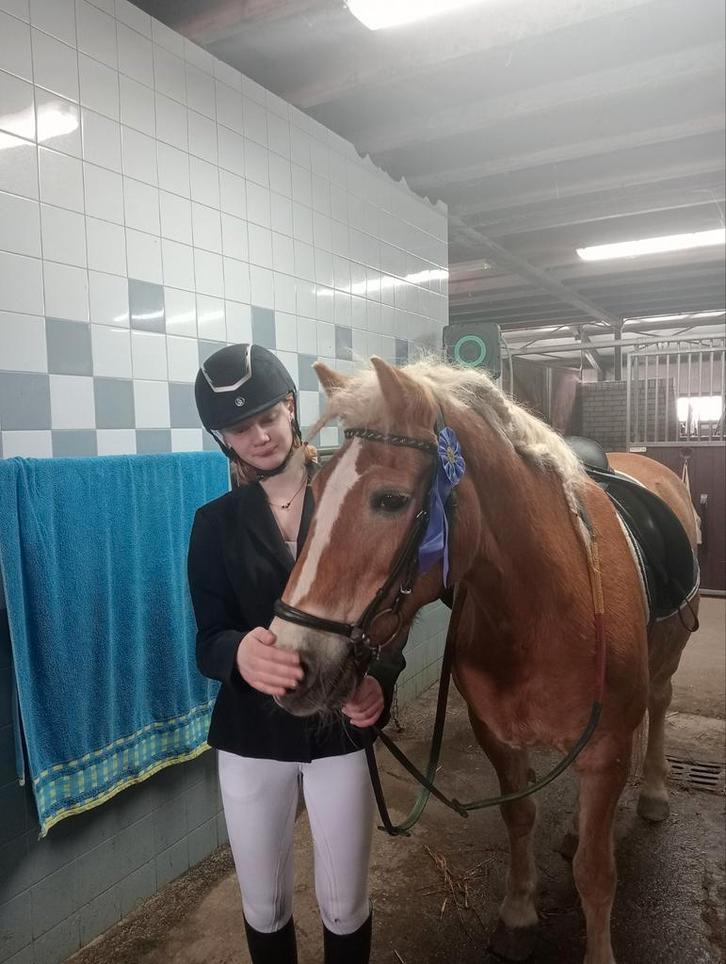 Bijrijder aangeboden!, Dieren en Toebehoren, Paarden en Pony's | Verzorgingsproducten, Ophalen of Verzenden