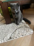 Britse korthaar, Kater