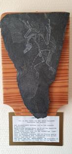 Fossielen, zelf gegraveerd in leisteen, Antiek en Kunst, Kunst | Etsen en Gravures, Ophalen of Verzenden