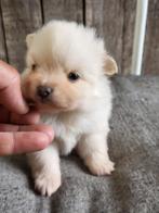 Zeer mooi dwergkees (duitse spitz) teefje te koop, Dieren en Toebehoren, Honden | Chihuahua's en Gezelschapshonden, België, Particulier