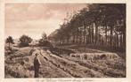 Op de Veluwe, grazende kudde schapen, stempel Nunspeet, Ophalen of Verzenden, 1920 tot 1940, Gelopen, Gelderland