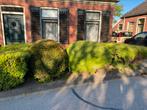 Grote buxes en taxus bollen, Tuin en Terras, Planten | Struiken en Hagen, Ophalen of Verzenden, Buxus, 250 cm of meer