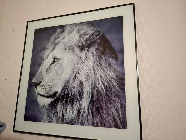 Set van 4 dierenfoto’s  Zebra, Giraf, Olifant en Leeuw, Huis en Inrichting, Woonaccessoires | Lijsten, Zo goed als nieuw, Minder dan 50 cm