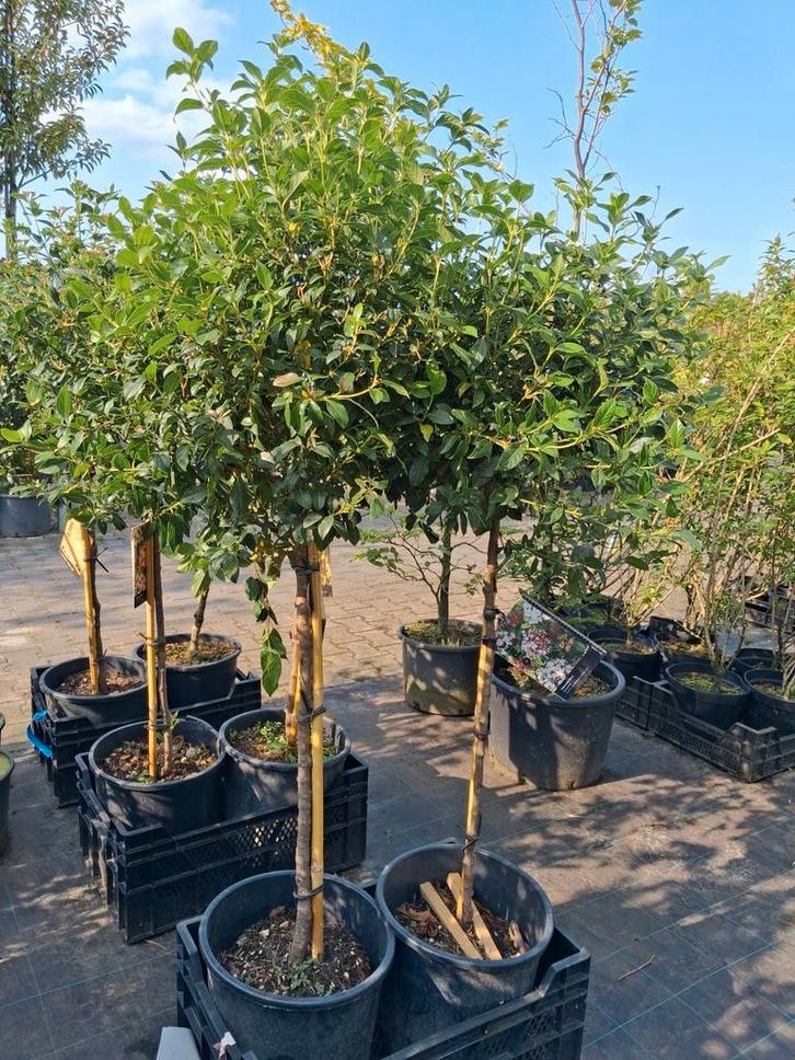 Viburnum tinus op stam! Groenblijvende sneeuwbal, Tuin en Terras, Planten | Bomen, Bolboom, 100 tot 250 cm, Halfschaduw, Winter