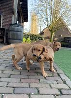 Labrador Retriever pups | Geteste ouders, Dieren en Toebehoren, Honden | Retrievers, Spaniëls en Waterhonden, CDV (hondenziekte)