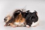 Gezocht cavia beertje baby, Dieren en Toebehoren, Knaagdieren, Oktober, Mannelijk, Cavia