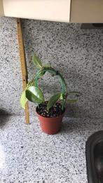 Hoya Carnosa, Huis en Inrichting, Ophalen of Verzenden, Overige soorten, Minder dan 100 cm