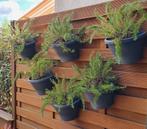 Rozemarijn planten 6 stuks, Tuin en Terras, Planten | Tuinplanten, Ophalen, Zomer, Overige soorten, Volle zon