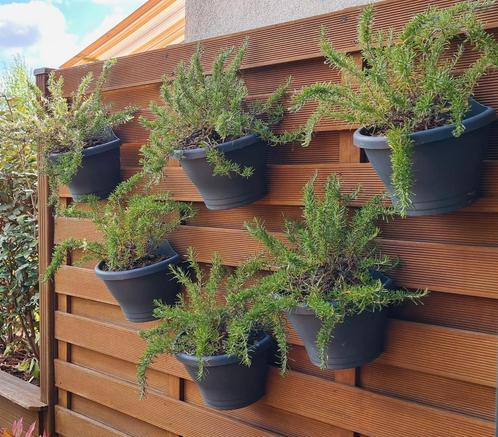 Rozemarijn planten 6 stuks, Tuin en Terras, Planten | Tuinplanten, Overige soorten, Volle zon, Zomer, Ophalen
