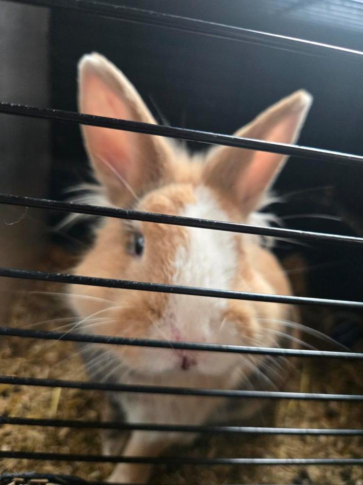 Lief konijn, Dieren en Toebehoren, Konijnen, Mannelijk