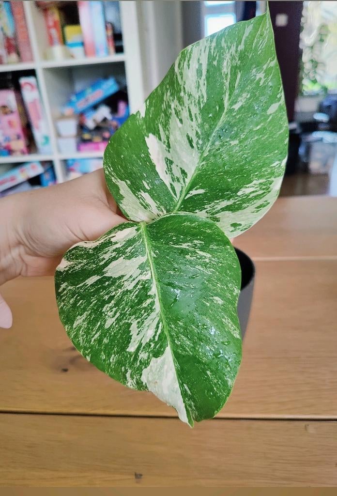 Monstera variegata, Huis en Inrichting, Kamerplanten, Ophalen, Halfschaduw, Minder dan 100 cm