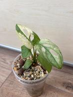 Monstera adansonii variegata, Huis en Inrichting, Kamerplanten, Ophalen of Verzenden