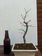 Japanse esdoorn yamamomiji bonsai, Tuin en Terras, Planten | Bomen, Ophalen