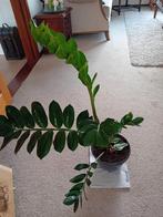 Zamioculcas zamiifolia ( Kamerplant), Ophalen of Verzenden