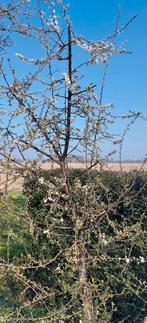 Krentenboompje, Ophalen, Overige soorten