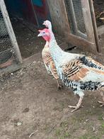 Koppeltje kalkoenen, Dieren en Toebehoren, Pluimvee, Meerdere dieren, Kalkoen
