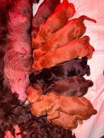 Prachtige Medium Australian Labradoodles geboren!, Overige rassen, 8 tot 15 weken, Geslacht onbekend, Parvo