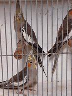 Valkparkieten 2025, Dieren en Toebehoren, Vogels | Parkieten en Papegaaien, Meerdere dieren, Parkiet